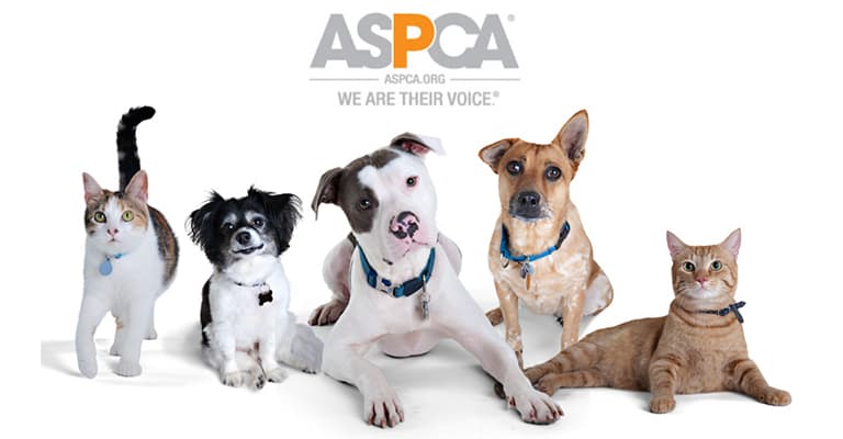 professional telephone service company